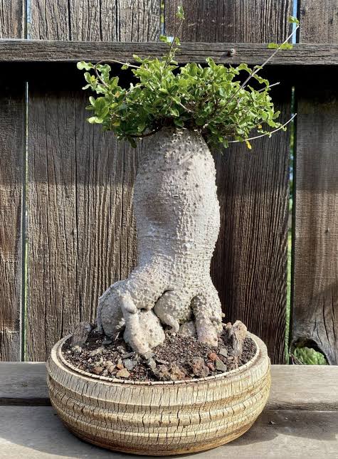 Fookea Edulis (Caudex) | maceta 2"