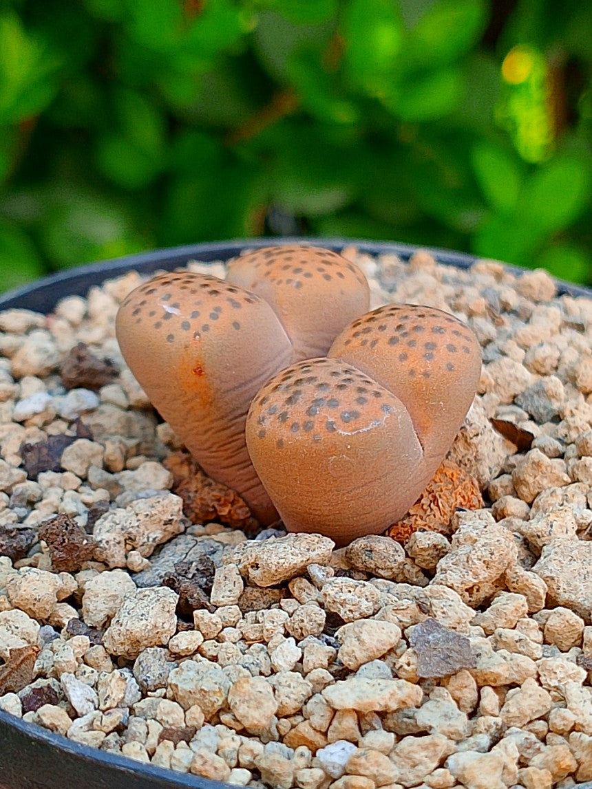 Lithops Fulviceps - 2 cabezas
