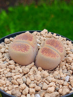 Lithops Aucampiae| 2 cabezas