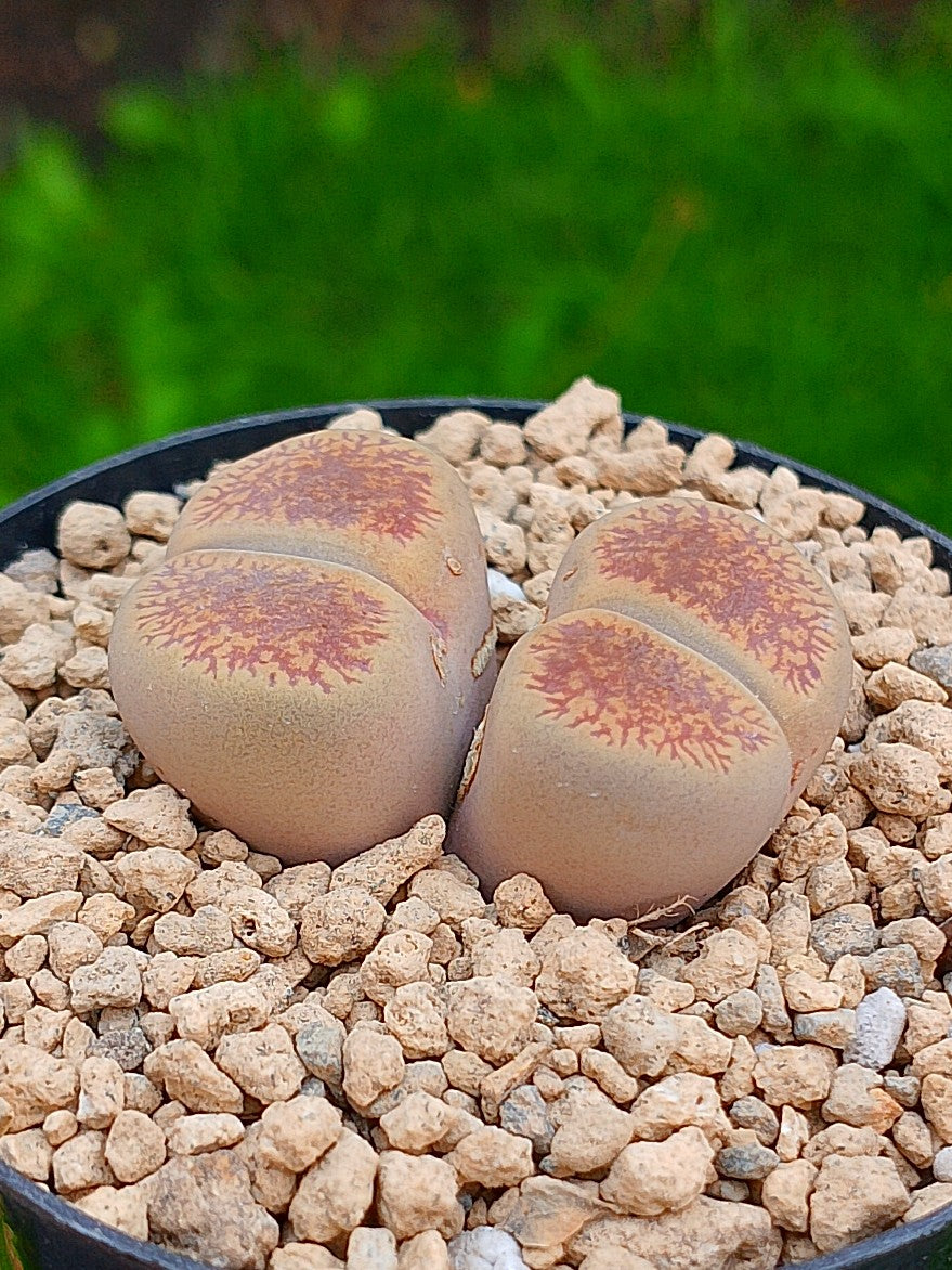 Lithops Aucampiae| 2 cabezas