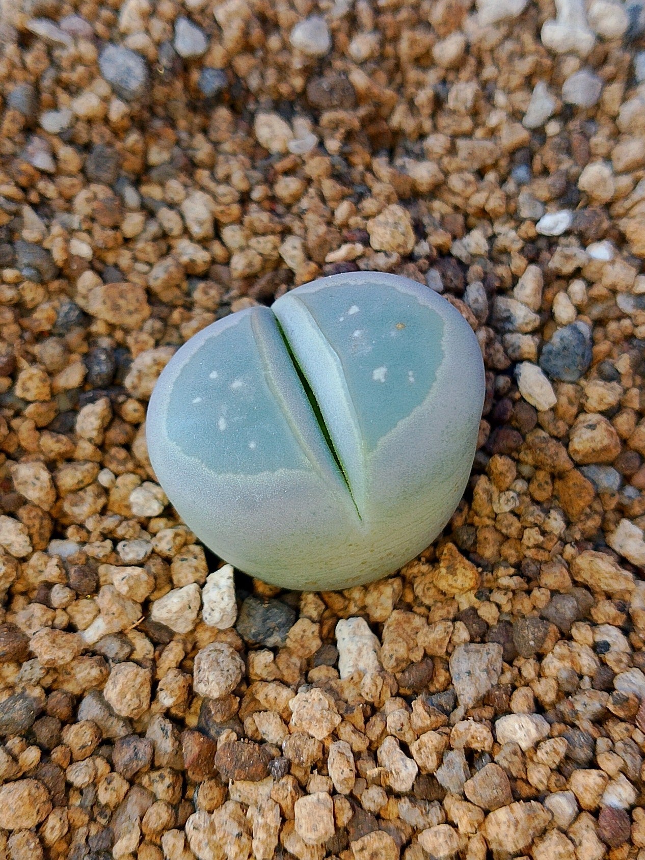 C109 Lithops Olivacea (forma pálida)