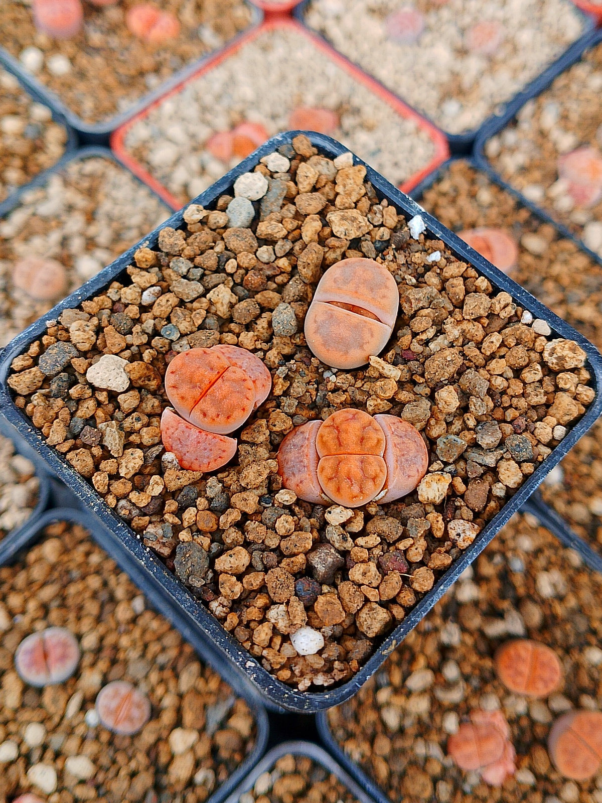 Paquete lithops Mix S | 1 año de edad