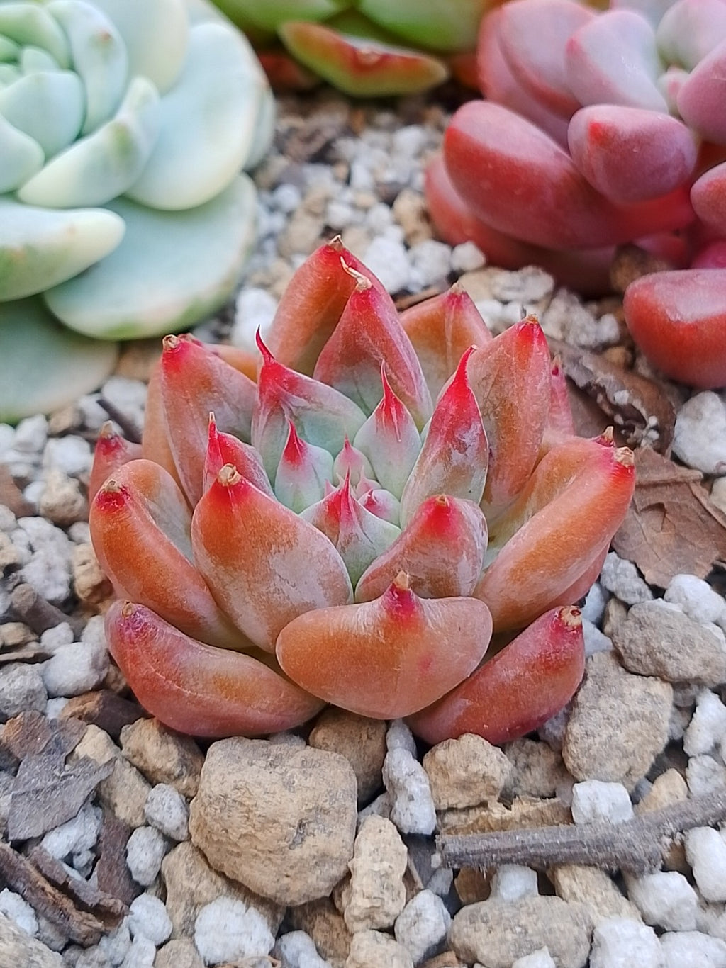 Echeveria Red montain | maceta 2"