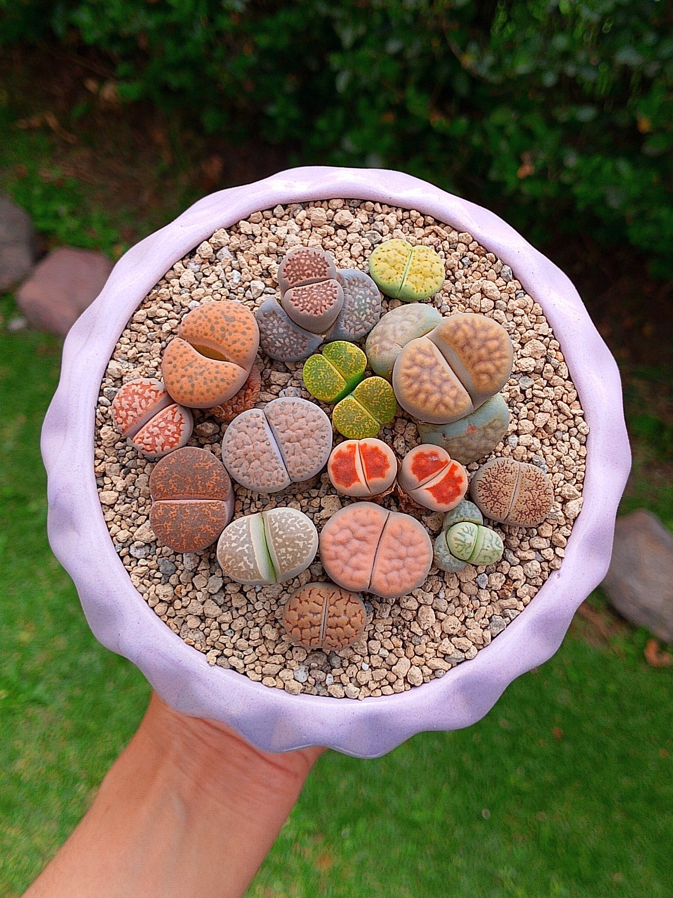 Paquete lithops Mix - circular D