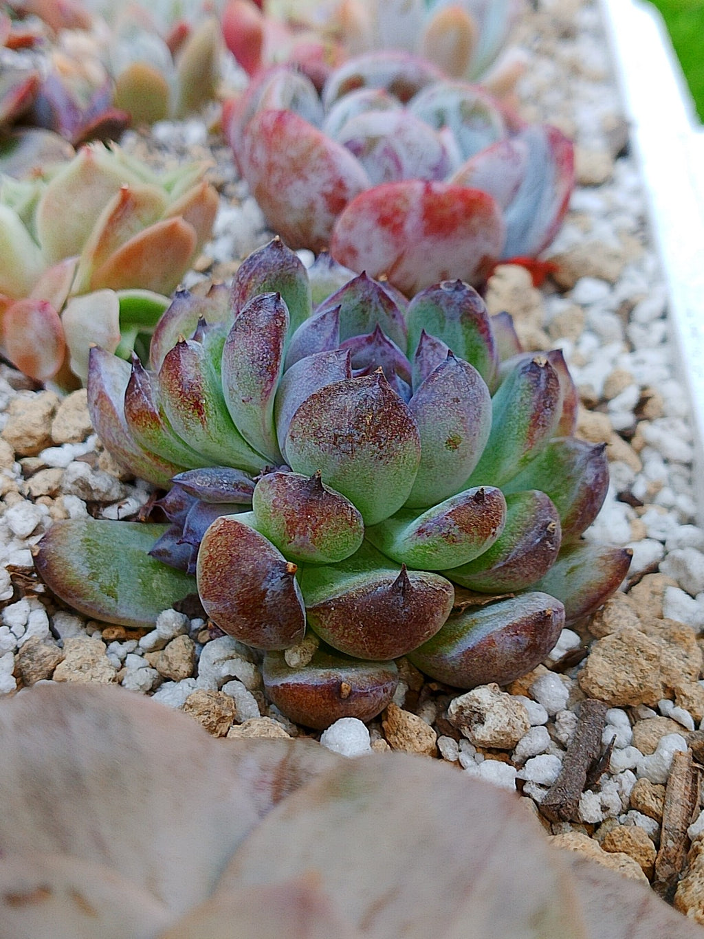 Echeveria Gemstone A