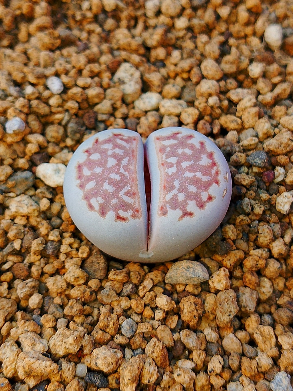 C064 	Lithops julii ssp. julii