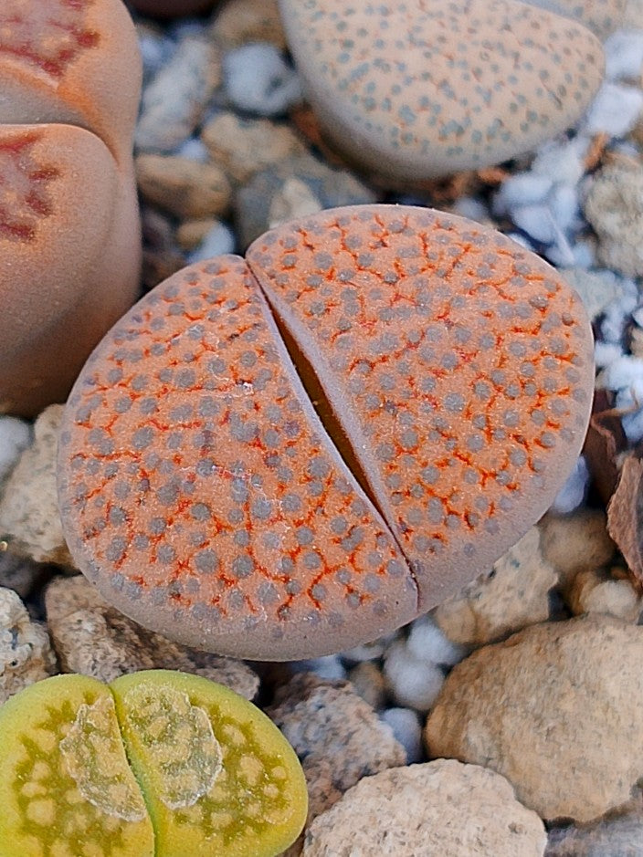 C266 	Lithops fulviceps v. fulviceps