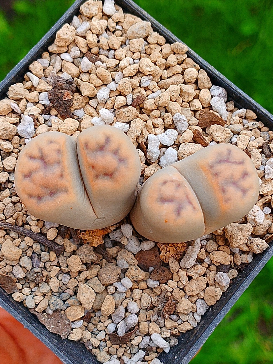 Lithops Schwantesii  | 2 cabezas