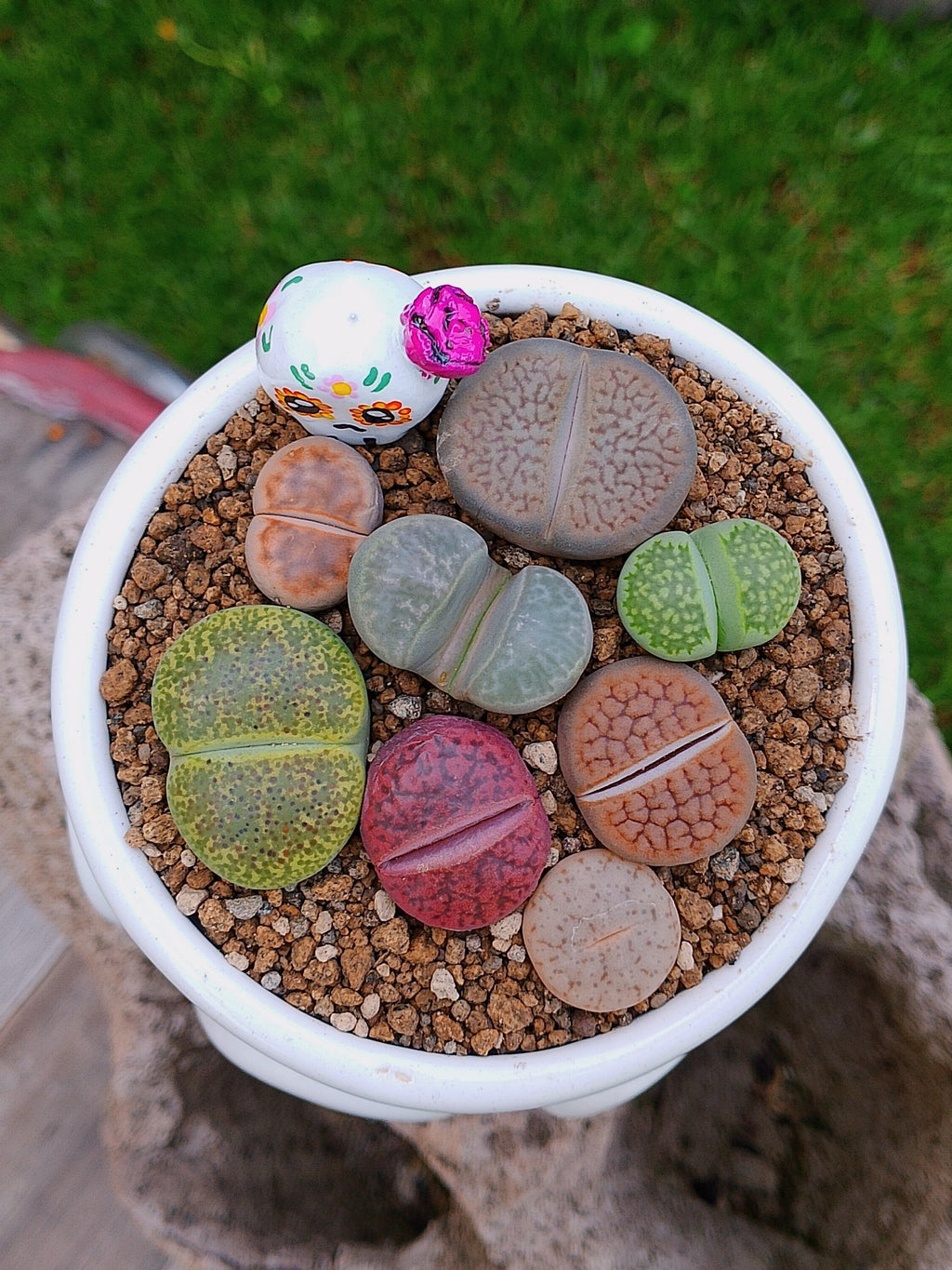 Paquete lithops Mix - Caldero Catrina