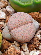 C222 	Lithops fulviceps v. lactinea