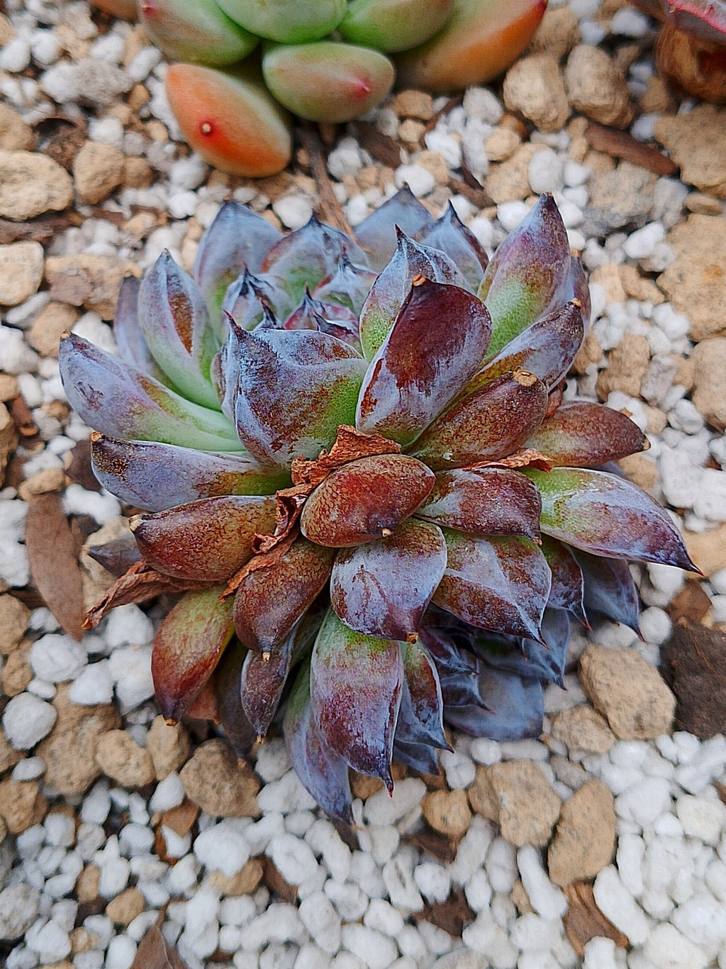 Echeveria Gemstone D