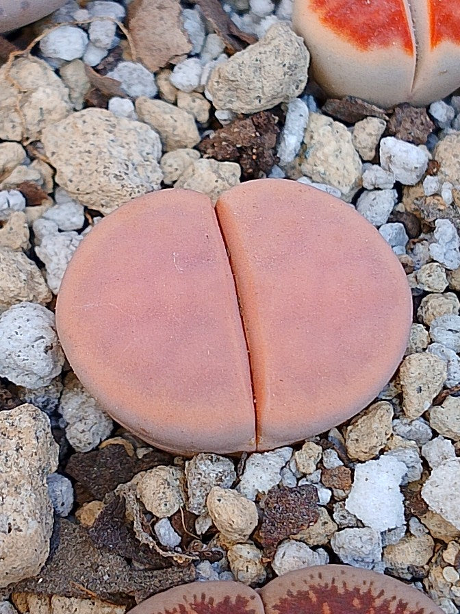 C169 	Lithops karasmontana ssp. karasmontana v. karasmontana (syn. mickbergensis)