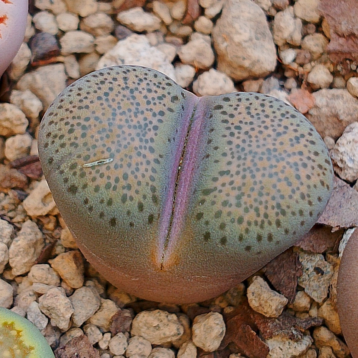 C346 	Lithops terricolor