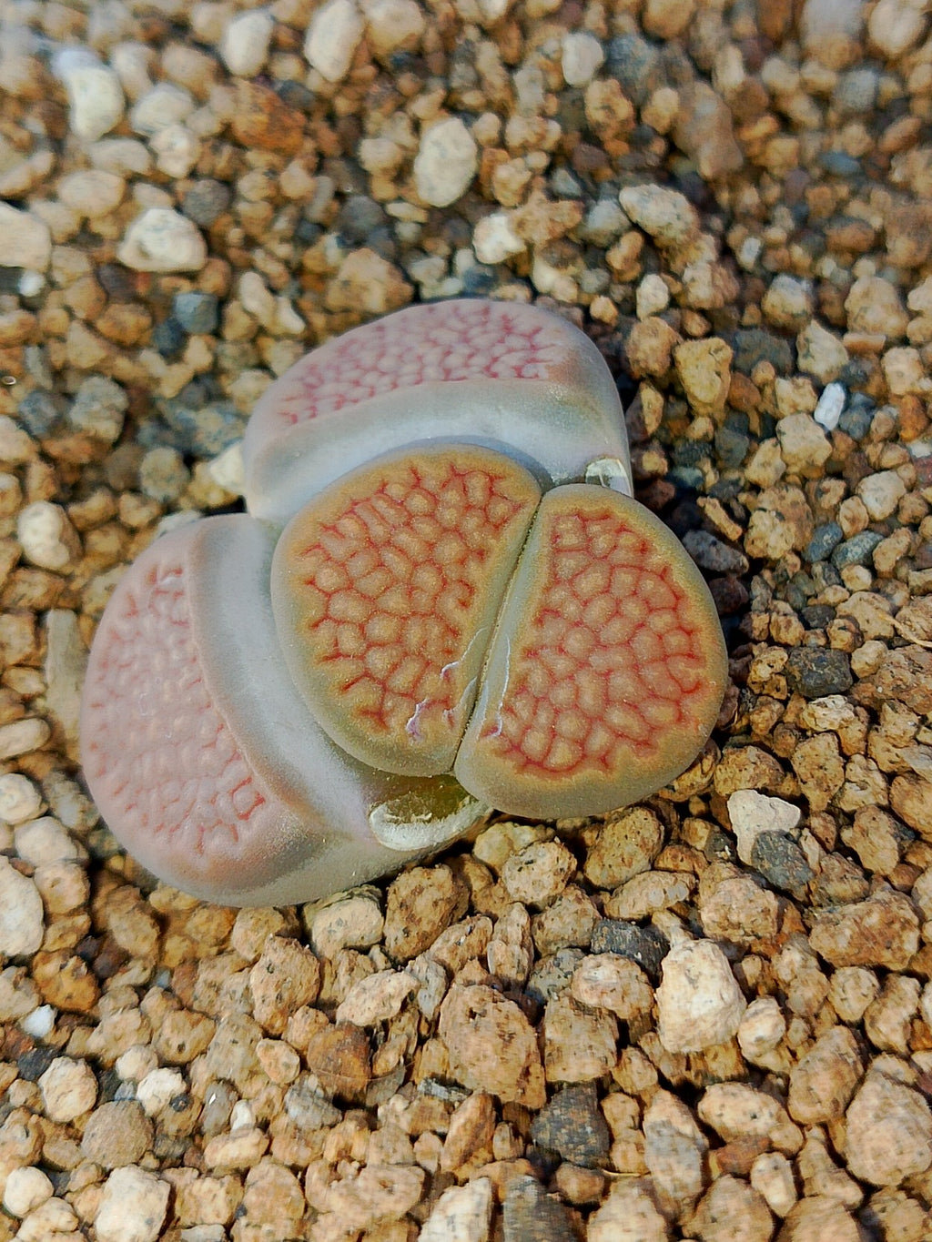 C375 	Lithops hallii v. hallii