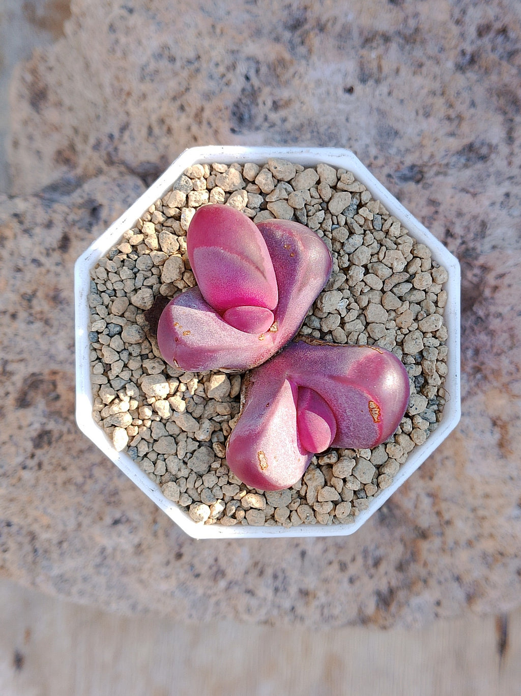Lithops Optica Rubra 2