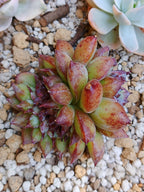 Echeveria Channel rose