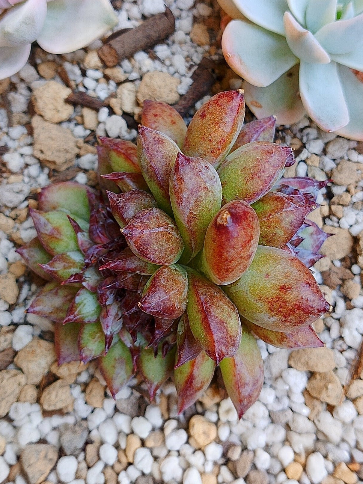 Echeveria Channel rose