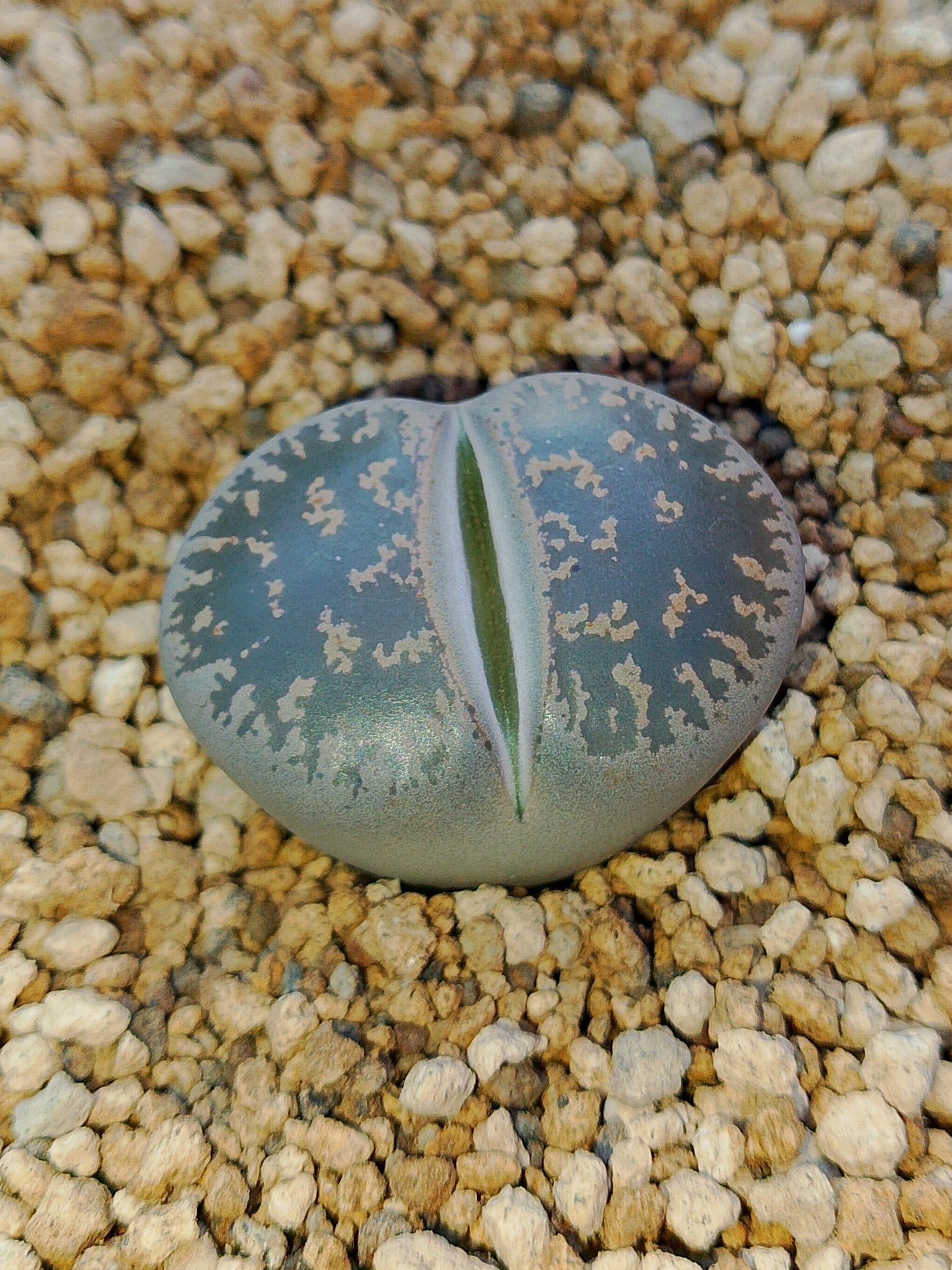 C033 	Lithops lesliei ssp. lesliei v. lesliei