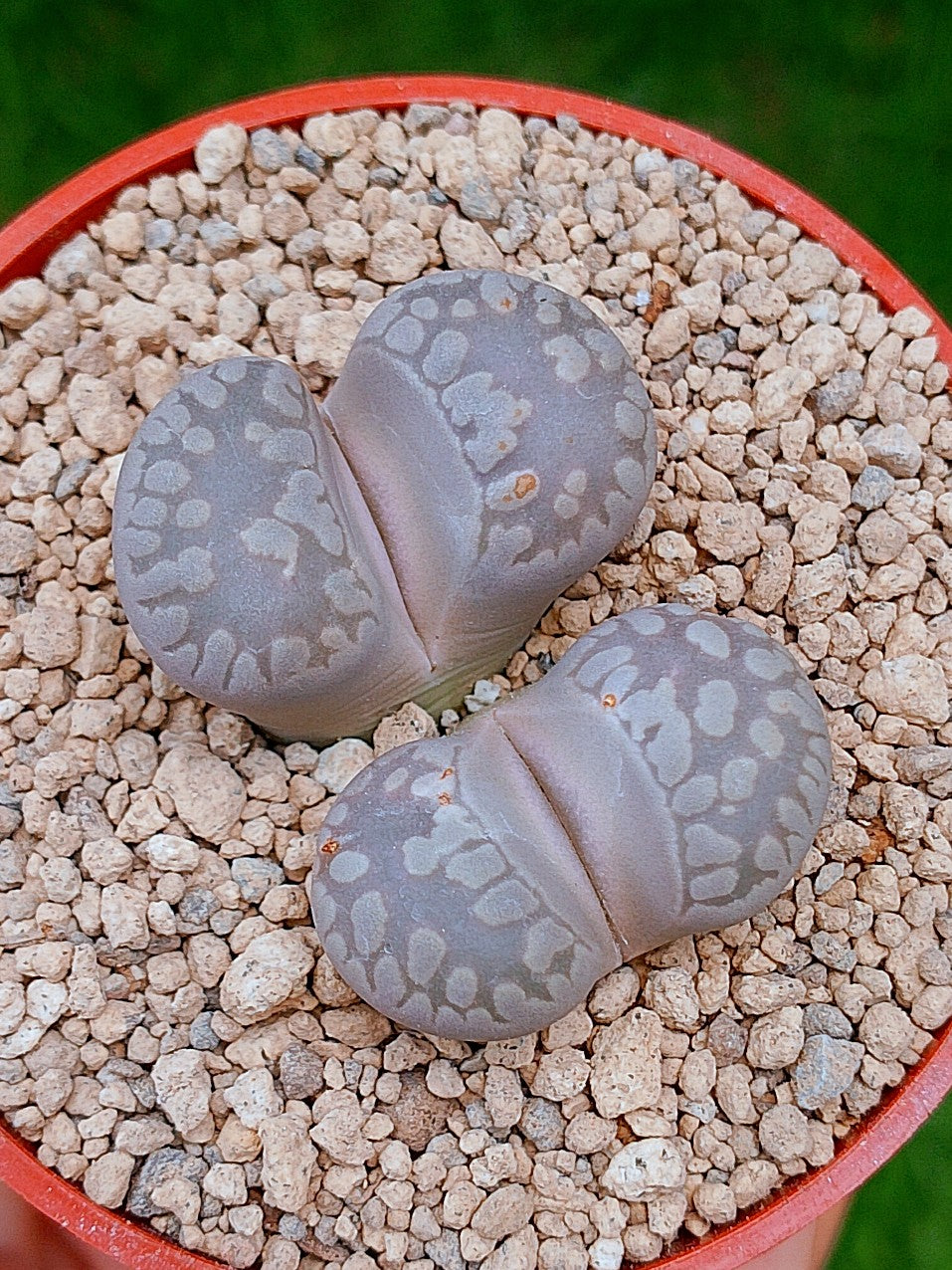 Lithops Otzeniana | 2 cabezas