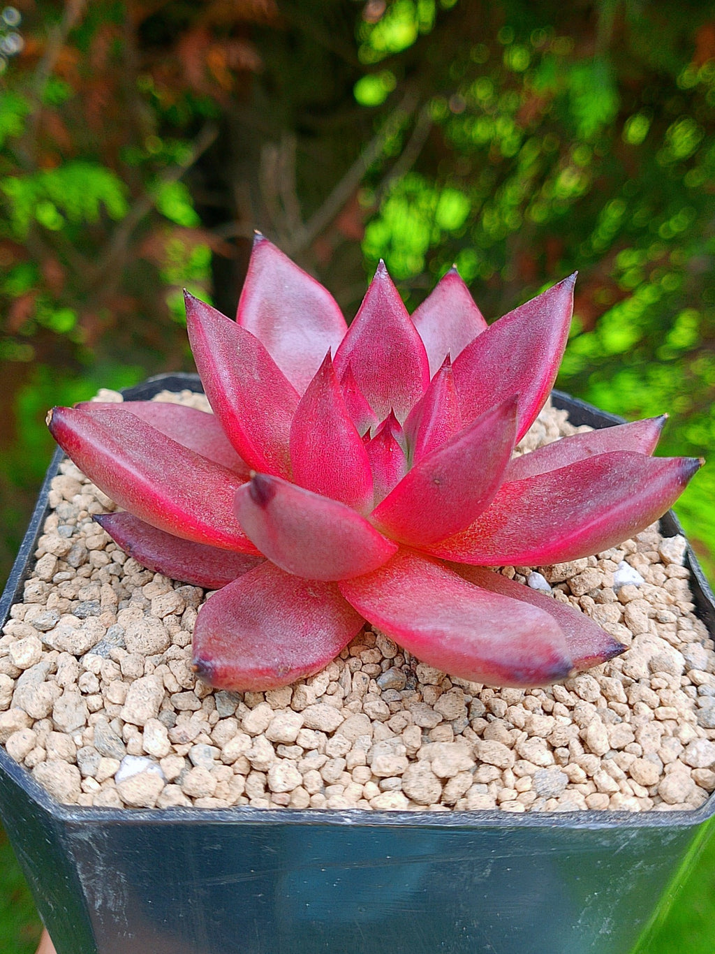 Echeveria Agavoides Romeo Rubín | maceta 4"