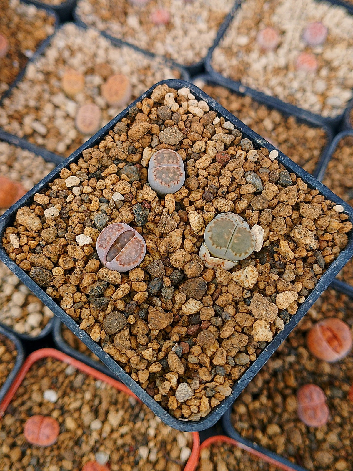 Paquete lithops Mix C | 1 año de edad