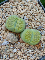 Lithops Hallii var ochracea 'Green Soapstone' - 2 cabezas