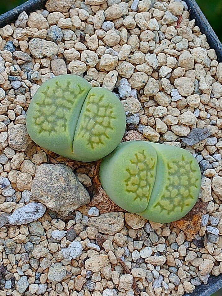 Lithops Hallii var ochracea 'Green Soapstone' - 2 cabezas