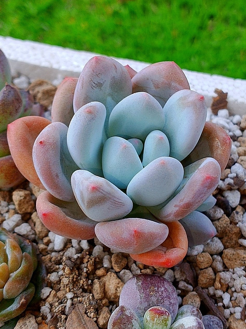 Pachyveria frevel