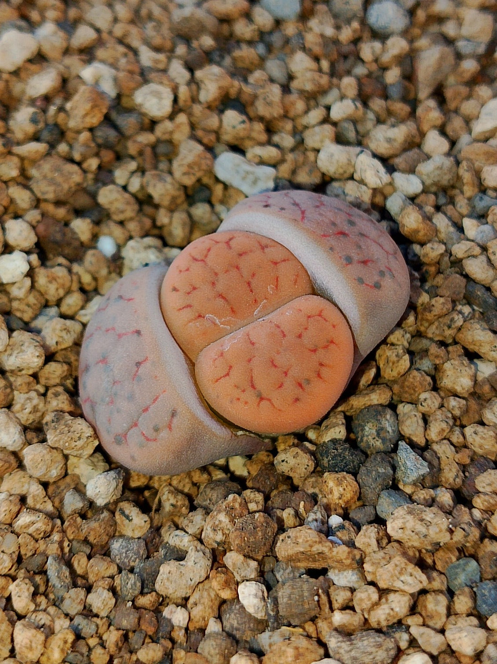 C391 	Lithops fulviceps v. fulviceps.