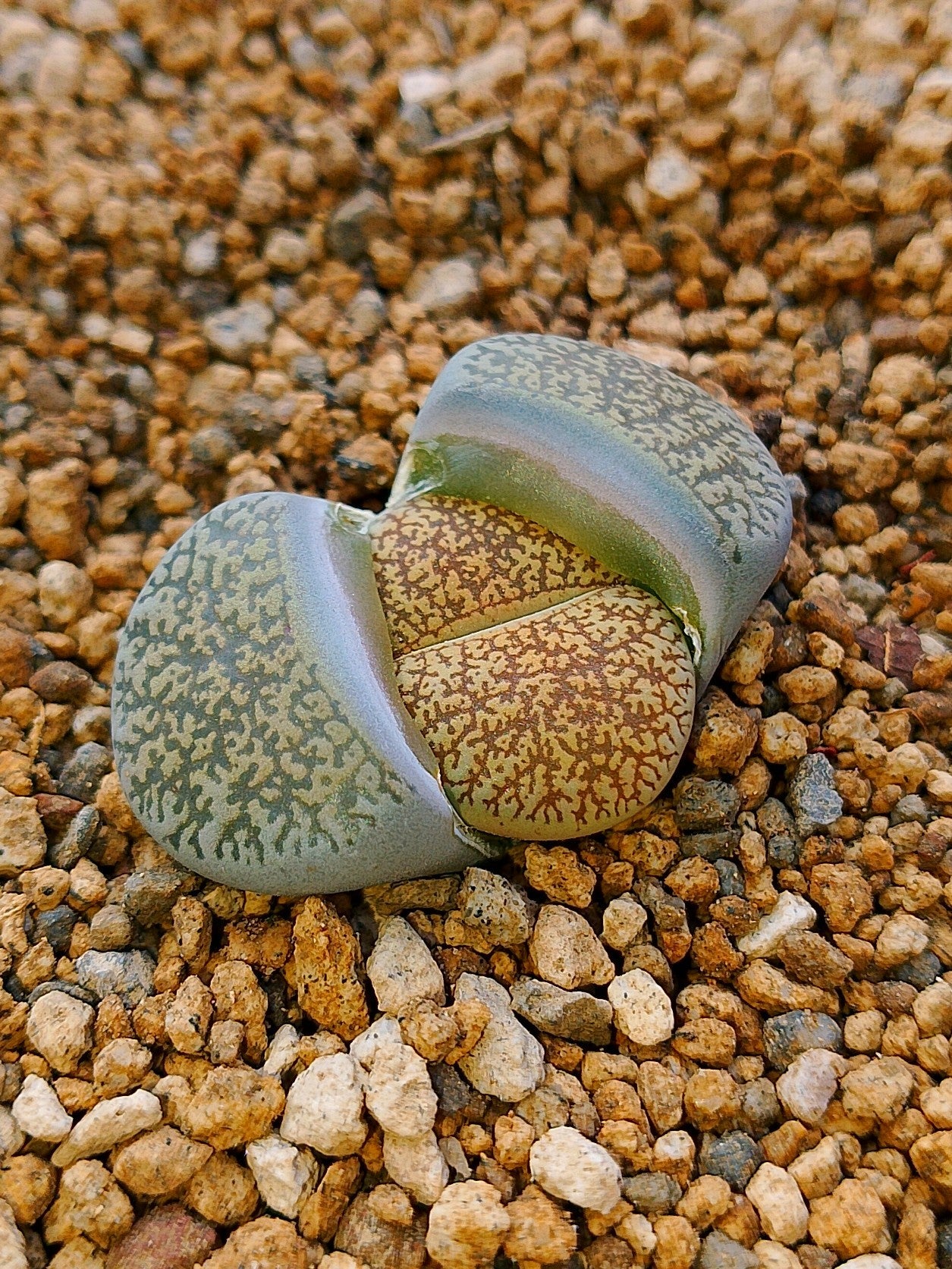 C047 	Lithops lesliei ssp. lesliei v. venteri