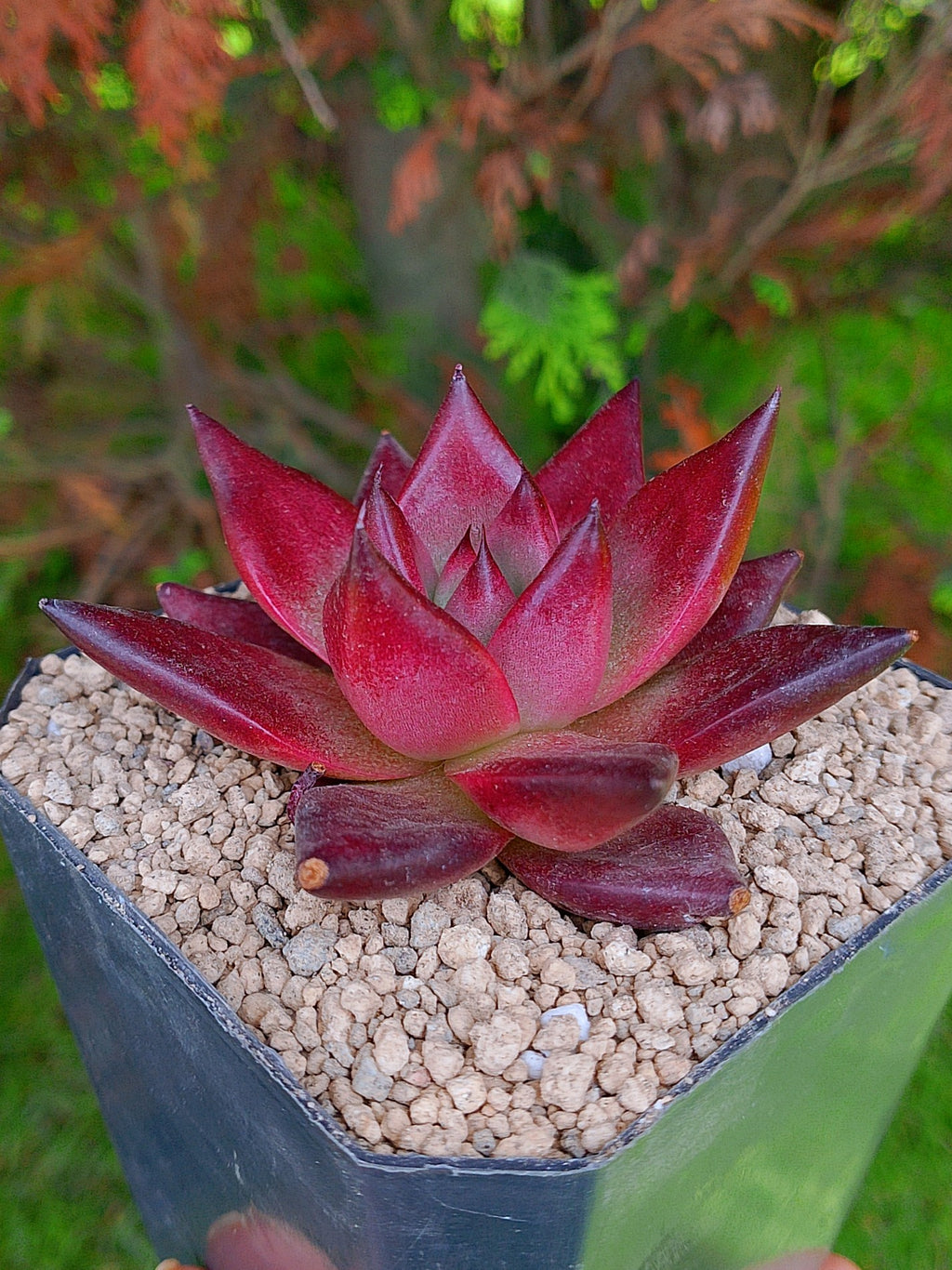 Echeveria Agavoides Romeo  | maceta 4"