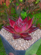 Echeveria Agavoides Romeo  | maceta 4"