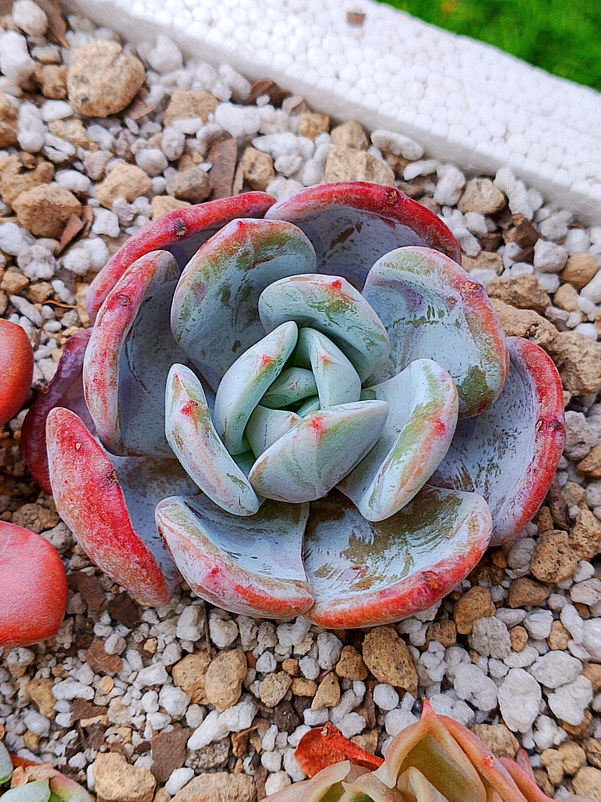 Echeveria Soulmint