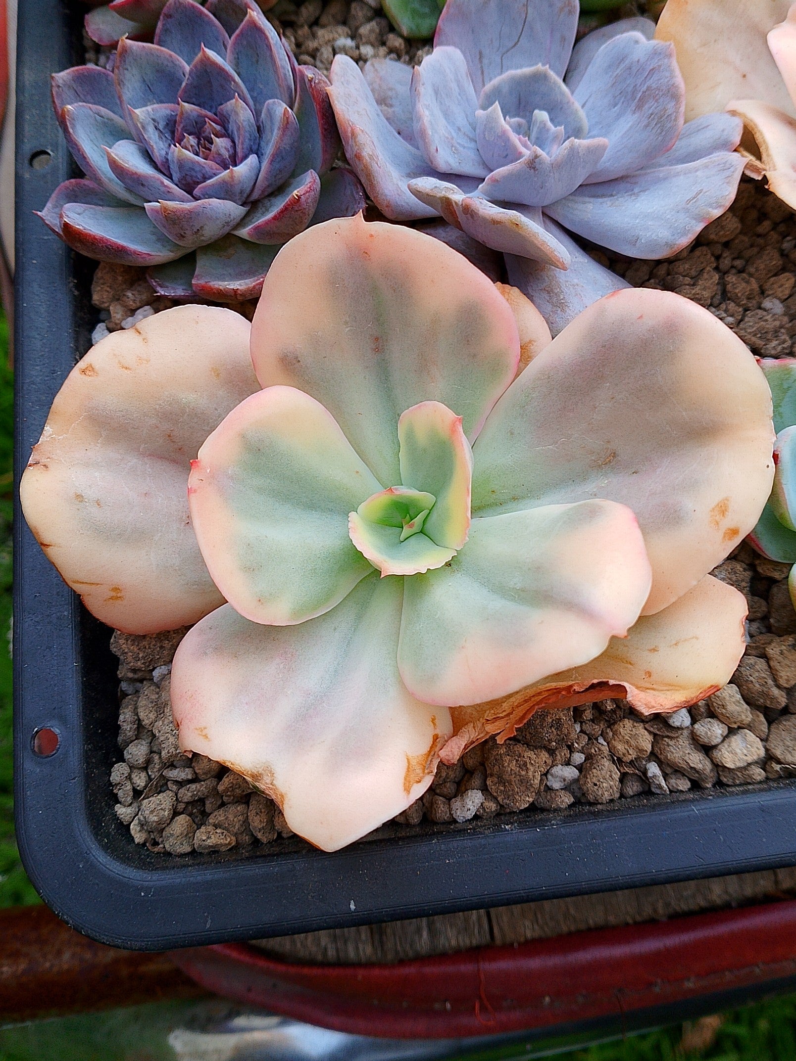 Echeveria Suyon White var| maceta 3.5"