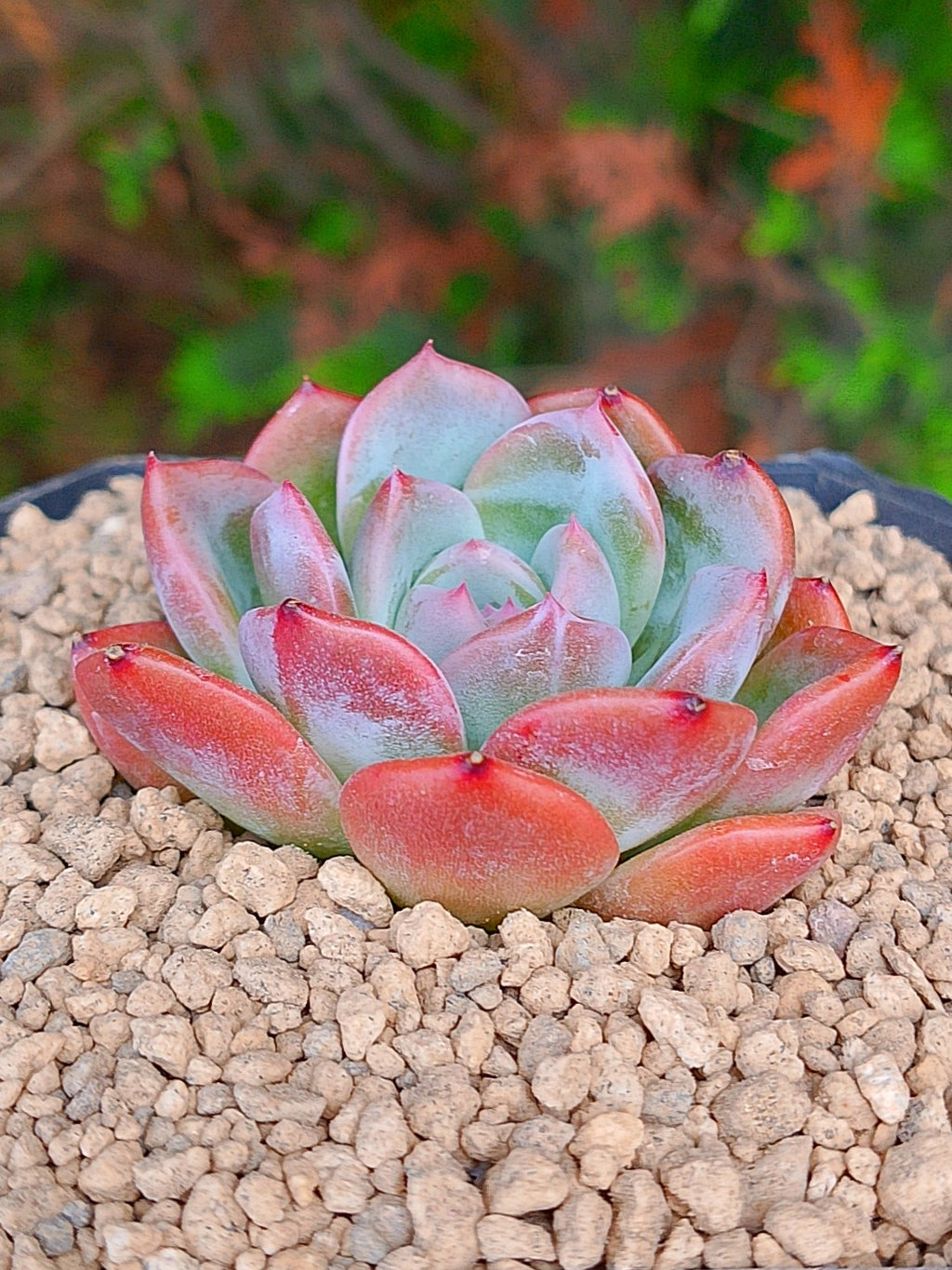 Echeveria Elena | maceta 3"