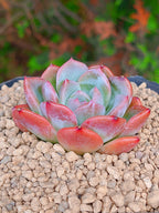 Echeveria Elena | maceta 3"