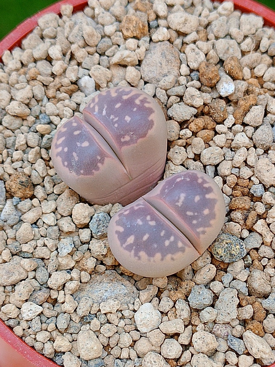 Lithops Olivacea var nebrownii 'Red olive' | 2 cabezas
