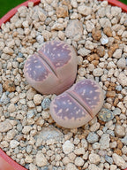 Lithops Olivacea var nebrownii 'Red olive' | 2 cabezas