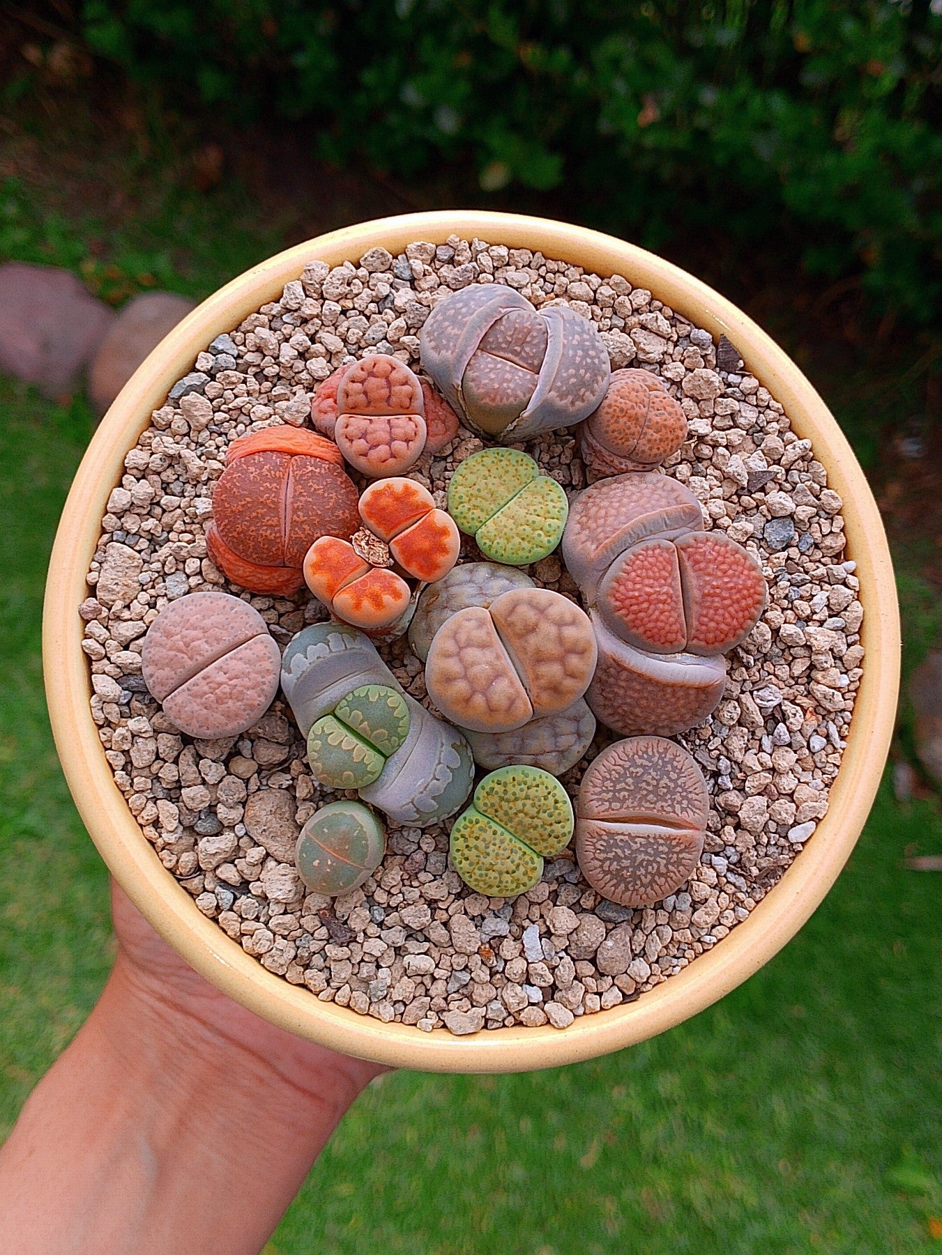 Paquete lithops Mix - circular A