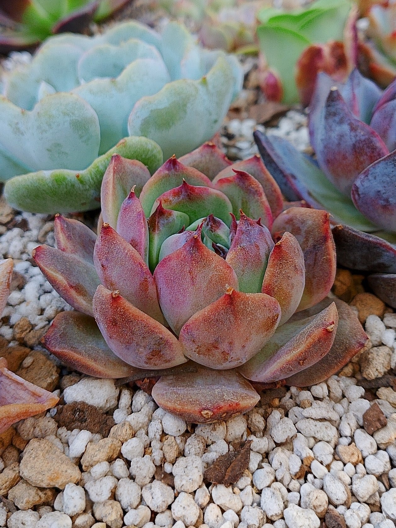 Echeveria Dior