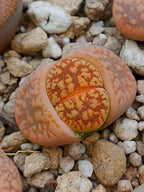 C207 	Lithops gesinae v. gesinae