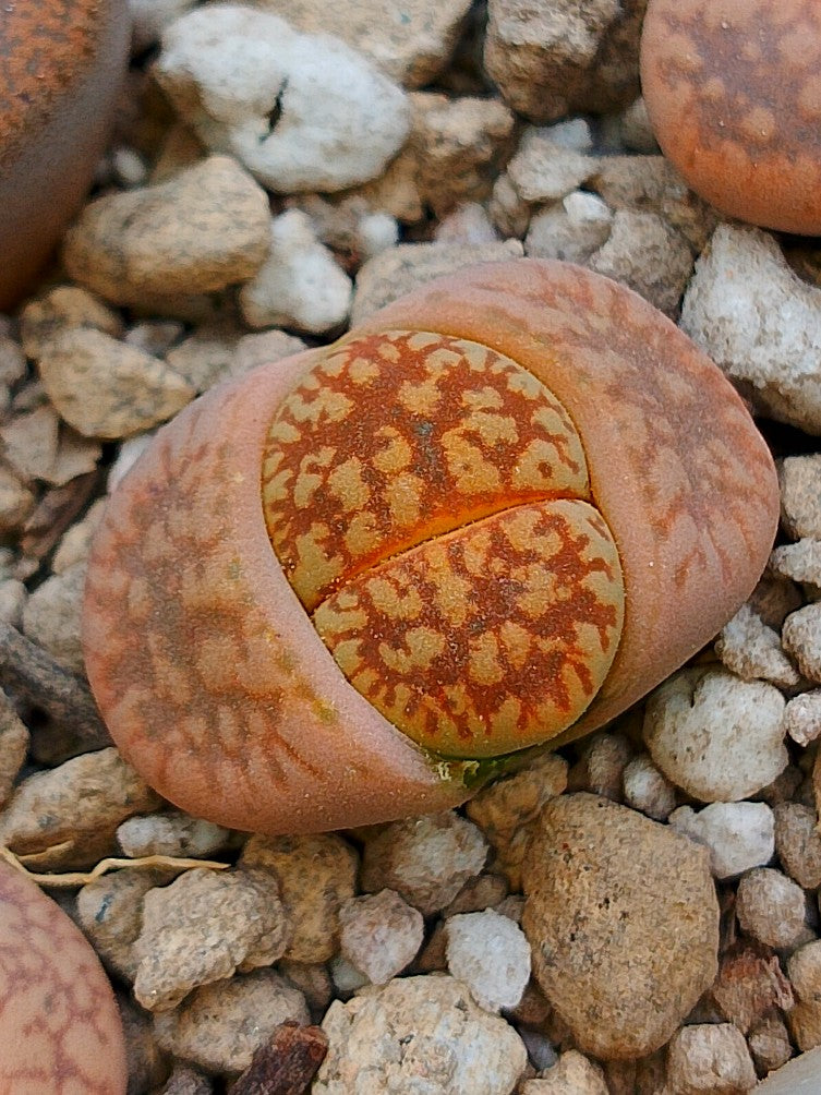 C207 	Lithops gesinae v. gesinae