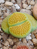 C111A Lithops hallii v. ochracea 'Green Soapstone' E