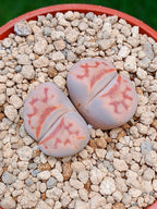 Lithops Karasmontana| 2 cabezas