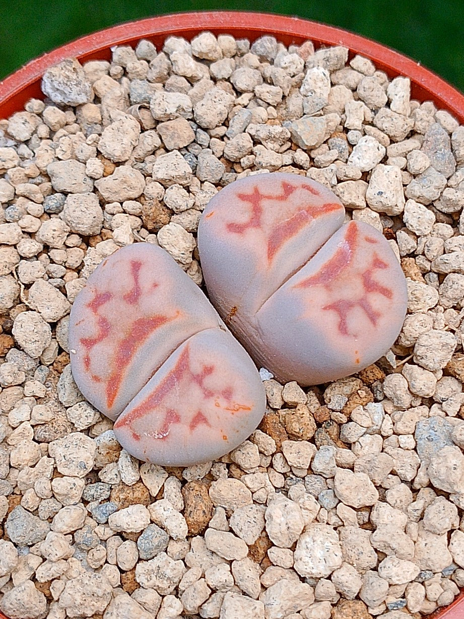 Lithops Karasmontana| 2 cabezas