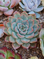Echeveria Hércules | maceta 4"