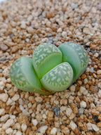 C274 	Lithops geyeri