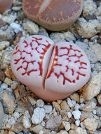 C205 	Lithops julii ssp. julii (syn. chrysocephala)