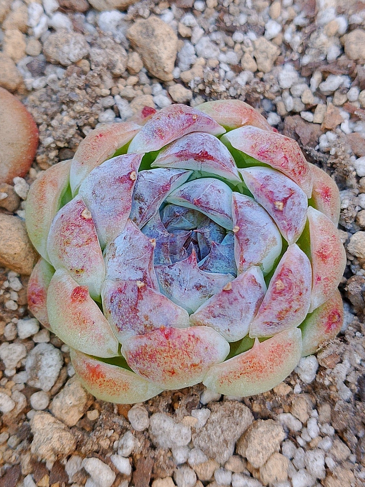 Echeveria Suji
