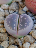 Lithops Olivacea v. Nebrownii 'Red olive'